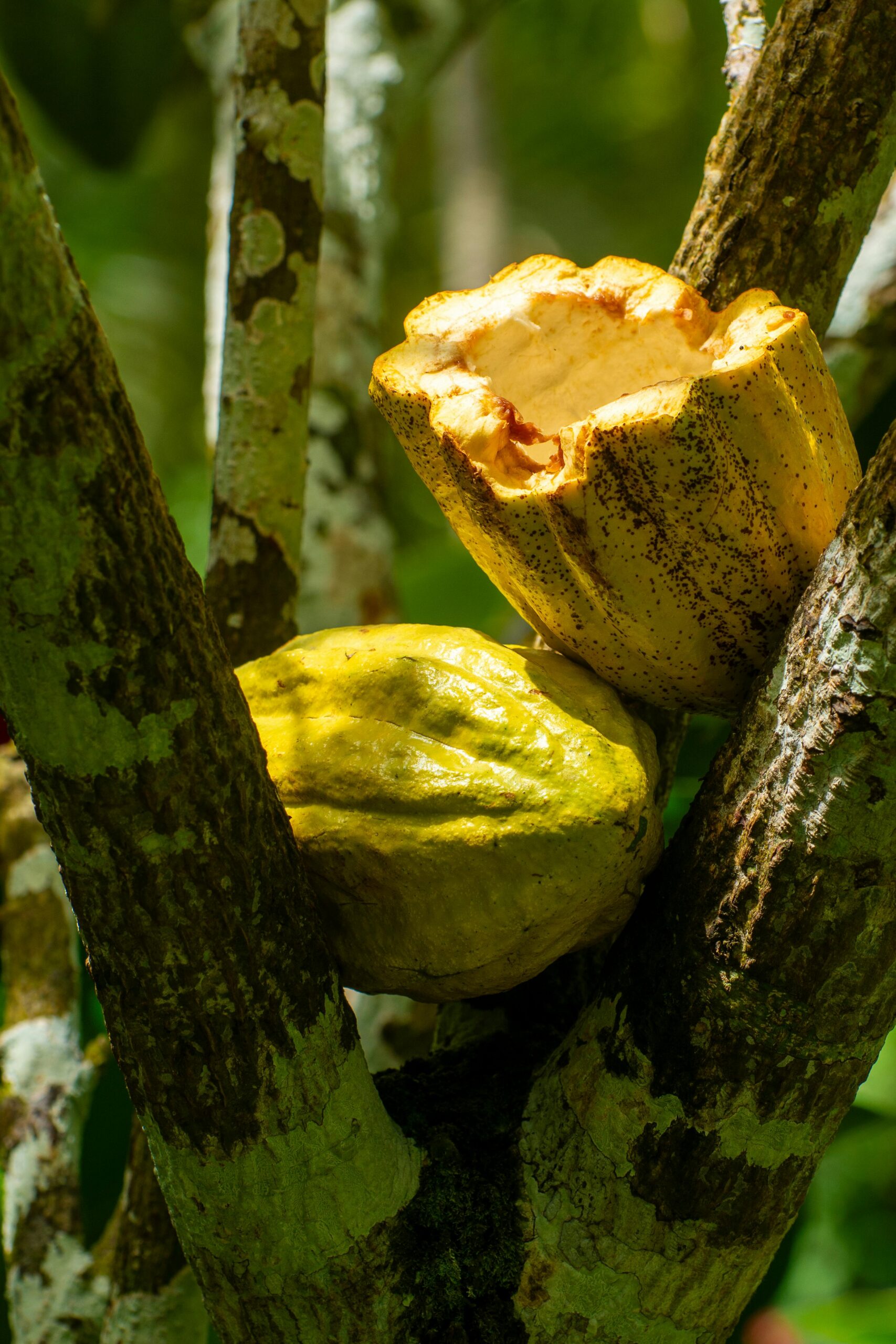 Vivid close-up of ripe cacao pods growing on a tree in a lush tropical environment.